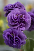 Primula Auricula 'Carsa Wakes'
