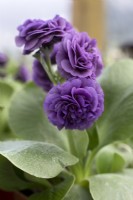 Primula Auricula 'Carsa Wakes'
