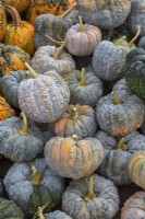 Cucurbita moschata 'Futtsu Black Early' - Squash in autumn - September