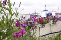 Petunias growing in containers on deck of houseboat