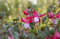 Fuchsia 'Prosperity'