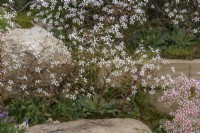 Saxifraga cotyledon