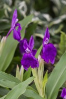 Roscoea humeana purple-flowered