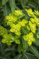 Euphorbia wallichii Hook.f.