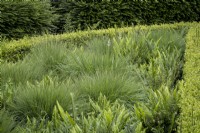Green border at Rosemoor Gardens with Polystichum munitum fern and Molinia caerulea