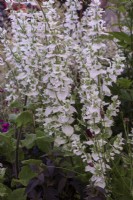 Salvia sclarea var. turkestanica 'Vatican White'