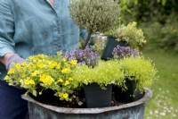 Making an Alpine Container, placing the plants
Thyme 'Doone Valley', Thyme 'Faustini', Thyme 'Peter Davis', Bacopa Mecardonia 'Early Yellow', Sagina aurea
