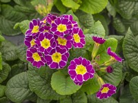 Primula Mr Violet laced mid March Norfolk  