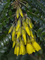 Sophora tetraptera - Kowhai in flower Mid march Norfolk