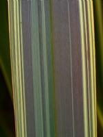 Phormium 'Sundowner' - New Zealand Flax leaf detail