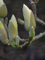 Magnolia denudata flower buds in early spring