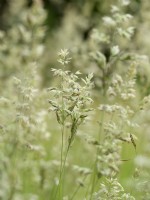 Holcus lanatus - Yorkshire Fog flowers