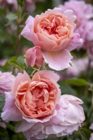 Rosa 'Strawberry Hill'