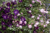 Rosa 'Mortimer Sackler' and Clematis 'Viola' growing up arch