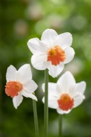 Narcissus 'Charming Lady'