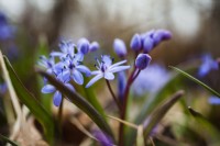 Close up of spring flowers, Scilla bifolia