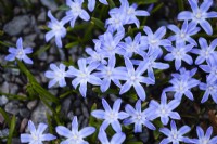Close up of spring flowers, Scilla forbesii 