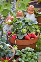 Pot grown herbs and strawberries.