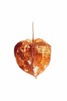 Physalis alkekengi on white background - Chinese Lanterns