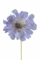 Scabiosa caucasica 'Perfecta Blue' on white background