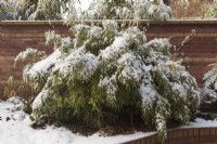 Snow cover weighing down Fargesia murielae 'Simba'  