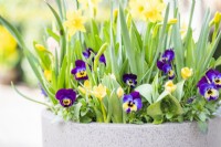 Crocus 'Romance', Narcissus 'Tete a Tete' and violas flowering in layered container
