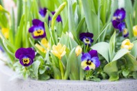 Crocus 'Romance' and violas flowering in layered container