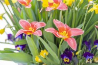 Tulip 'Shakespeare', Crocus 'Romance' and violas flowering in layered container