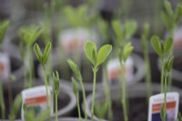 Sweet pea seedlings with selective focus grow in a commercial nursery, spring. 