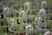 Sweet pea 'mixed variety' seedlings grow in a  commercial nursery. Selective focus. Spring.