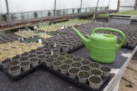 A variety of plant pots with various seedlings with a watering can in the foreground in a commercial nursery. Spring. 