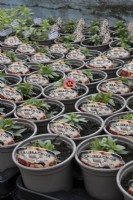 Calibrachoa Conga Orange Trend seedlings in small plant pots in a commercial nursery with two flowering. Spring.