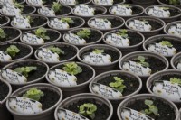 Bacopa 'Megacopa White' young plants in small plant pots in a commercial nursery. Spring. 
