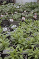 A variety of small plant pots with young plants in a  commercial nursery including Geranium Trend salmon, Bacopa megacopa White, Calibrachoa Can Can Double Lemon. 