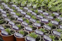 A variety of small plant pots with young plants calibrachoa Congo Blue in a commercial nursery. 