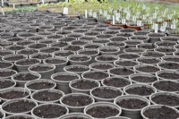 Small plant pots wait for seeds to be sown in a  commercial nursery with various geldings in the background. Spring. 