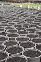 Small plant pots wait for seeds to be sown in a  commercial nursery with various geldings in the background. Spring. 