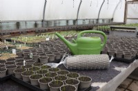 A watering can and bulk net of plant pots sit in the middle of plant pots containing various seedlings in a poly tunnel. Commercial nursery. Spring. 