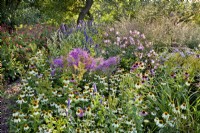 Summer border including Echinacea purpurea, Agastache 'Black Adder', Anemone tomentosa 'Robustissima', Aster frikartii 'Monch' and Lythrum salicaria.