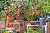 Pot grown tomatoes 'Tumbling Tom', harvest and tools.