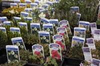 A variety of 7cm labelled alpine plants for sale in a nursery including Thymus 'Doone Valley', saxifrage 'Love Me', Geranium 'Melody', Leptinella dendyi and Hebe 'Maori Gem'. Spring. 