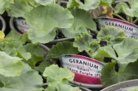 Young geranium 'Smart Laura Purple' plant with label. Spring.