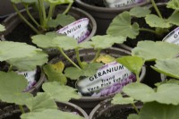 Young geranium 'Trend Vera Pink Eye' plants in pots in a nursery. Spring. 
