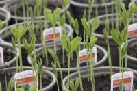 Sweet peas seedlings 'mixed' variety grow in small pots in a small commercial nursery. Spring. 