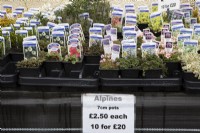 A variety of 7cm labelled alpine plants for sale in a nursery including Thymus 'Doone Valley' and serpyllum 'Pink Chintz', saxifrage 'Peach melba' and 'Jerome', Geranium 'melody', Leptinella dendyi and Silene 'Druetts variegated'. Spring. 