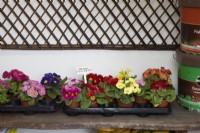 Primroses for sale on a wooden bench below some trellising next to tubs of blood, fish and bone and Miracle Grow (partially in picture) on right in an entrance to a small nursery. Spring. 