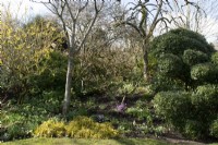 Border in John's Garden at Ashwood Nurseries - Kingswinford - Spring