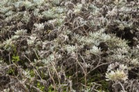 Artemesia 'Sea Salt' - Sagebrush in wilted condition growing inside commercial nursery - September