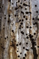 Deciduous tree trunk with holes made by woodpecker in search of insects to eat - October