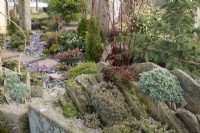 Alpine trough in John's Garden at Ashwood Nurseries - Kingswinford - Spring